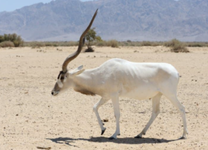 Addax