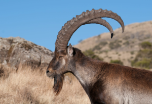 Alpine Ibex