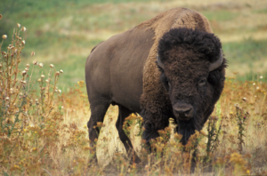 American Bison