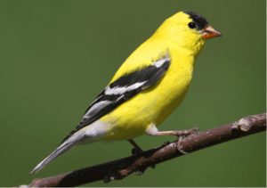 American Goldfinch