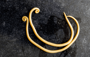 Ascaris roundworms