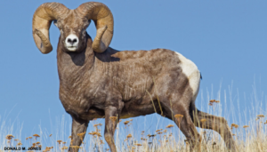 Bighorn Sheep