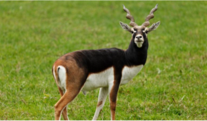 Blackbuck