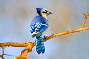 Blue Jay