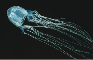 Box Jellyfish