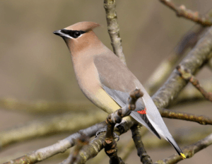 Cedar Waxwing