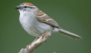 Chipping Sparrow