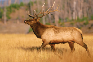 Elk