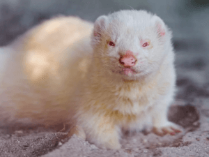 Ferret