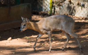 Four-Horned Antelope