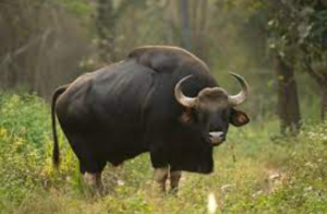 Gaur (Indian Bison)