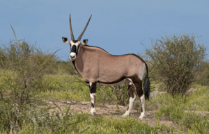 Gemsbok