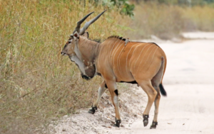 Giant Eland