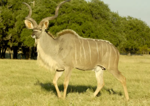 Greater Kudu