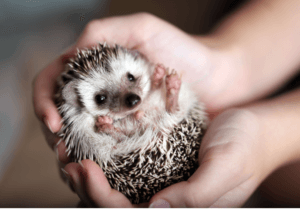 Hedgehog