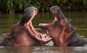 Hippos