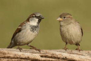 House Sparrow