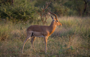 Impala