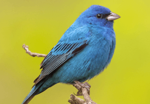 Indigo Bunting 