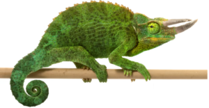 Jackson’s Chameleon