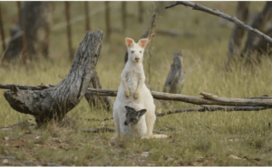 Kangaroo