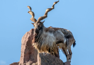 Markhor