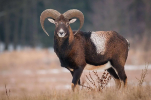 Mouflon