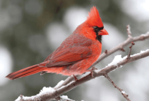 Northern Cardinal