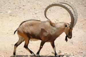 Nubian Ibex