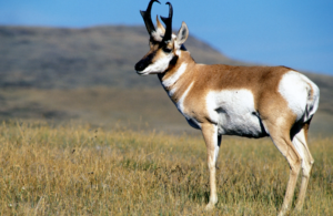 Pronghorn