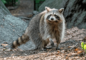 Raccoon