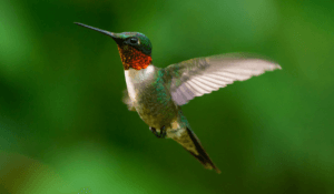 Ruby-throated Hummingbird