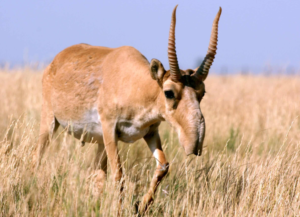 Saiga