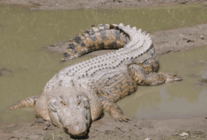 Saltwater crocodiles