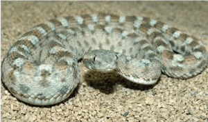 Saw-scaled viper