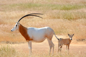 Scimitar Oryx