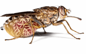 Tsetse flies