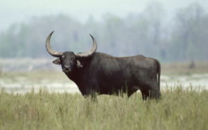 Water Buffalo