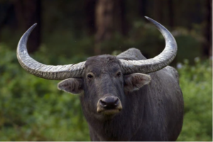 Wild Water Buffalo (Asian Water Buffalo)