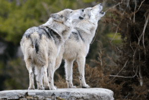 Wolves