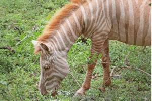 Zebra