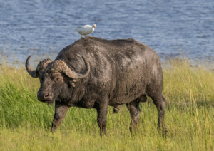 african buffalo