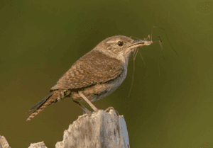 house wren