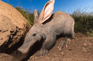 Aardvark