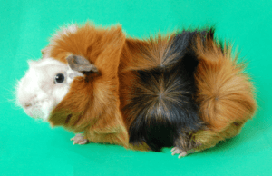 Abyssinian Guinea Pig