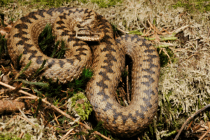 Adder