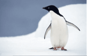 Adélie penguin