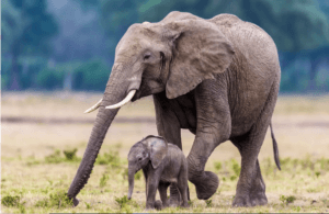 African elephant