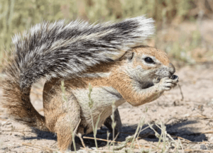 African ground squirrel