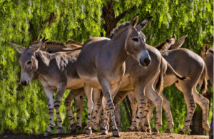 African wild ass